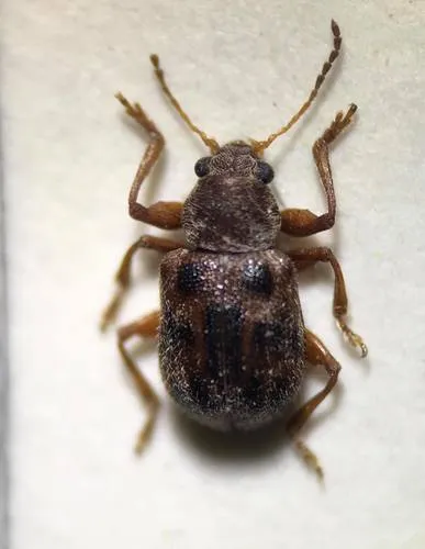 Ten-spotted Leaf Beetle - photo 4