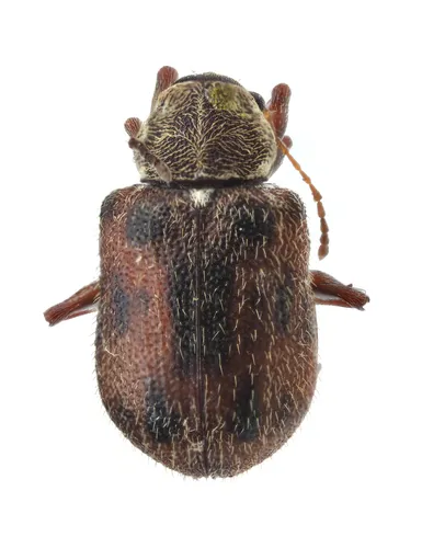 Ten-spotted Leaf Beetle - photo 5