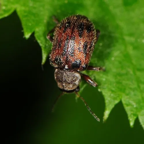 Ten-spotted Leaf Beetle - photo 6