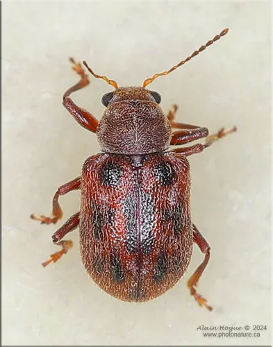 Ten-spotted Leaf Beetle - photo 7