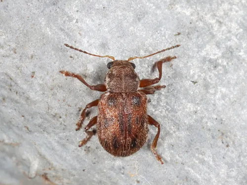 Ten-spotted Leaf Beetle - photo 8