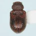 Xanthonia dentata - photo 2