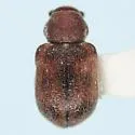 Xanthonia furcata - photo 3