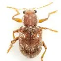 Xanthonia furcata - photo 4