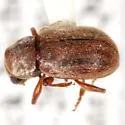 Xanthonia hirsuta