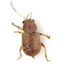 Xanthonia hirsuta - photo 2