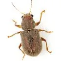 Xanthonia hirsuta - photo 3