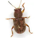 Xanthonia hirsuta - photo 4