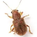 Xanthonia hirsuta - photo 5