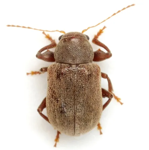 Xanthonia marquai
