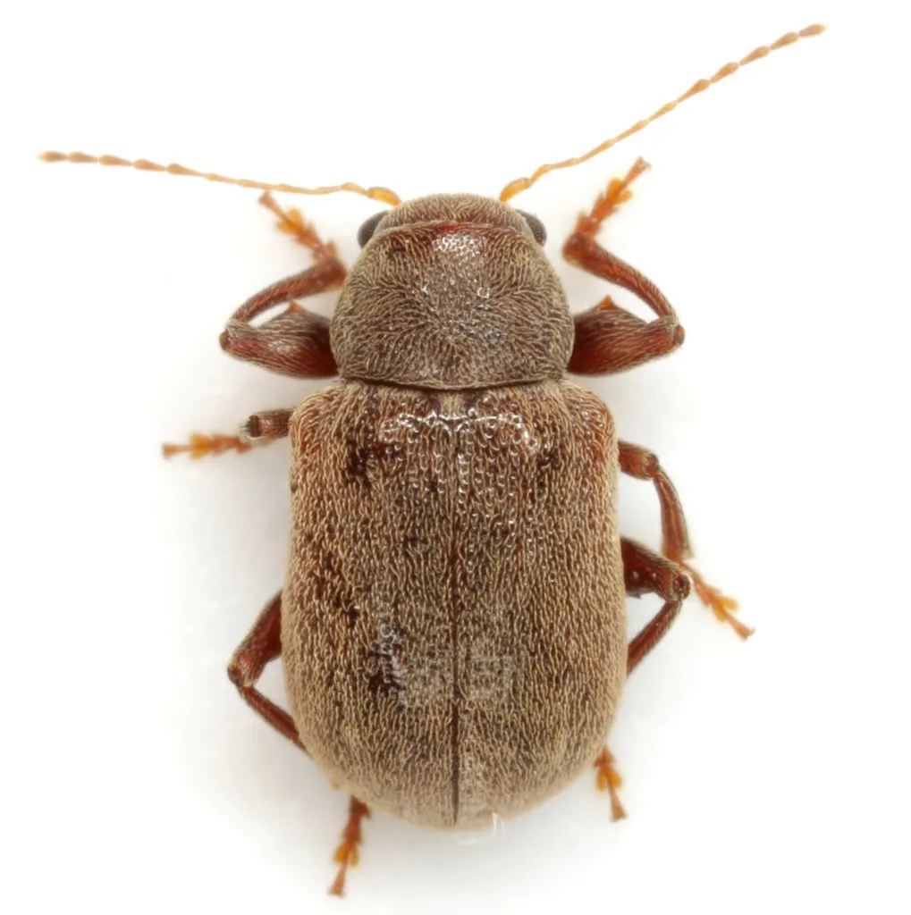 Xanthonia marquai - photo 2