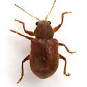 Xanthonia nitida - Xanthonia nitida