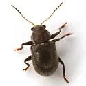 Xanthonia nitida - photo 2