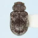 Xanthonia nitida - photo 3