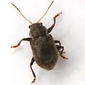 Xanthonia nitida - photo 4