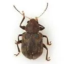 Xanthonia picturata - Xanthonia picturata