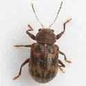 Xanthonia picturata - photo 2