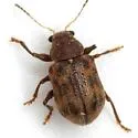 Xanthonia picturata - photo 3