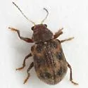 Xanthonia picturata - photo 4