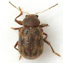 Xanthonia picturata - photo 5