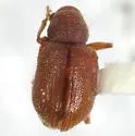 Xanthonia pilosa
