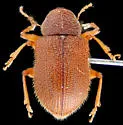 Xanthonia pilosa - photo 2