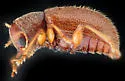 Xanthonia pilosa - photo 3