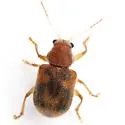 Xanthonia querci - Xanthonia querci