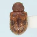 Xanthonia querci - photo 2