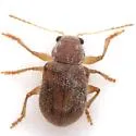 Xanthonia querci - photo 4