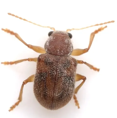 Xanthonia texana - Xanthonia texana