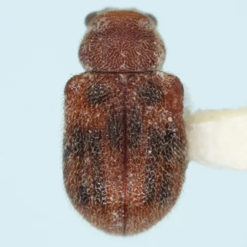 Xanthonia texana - photo 2