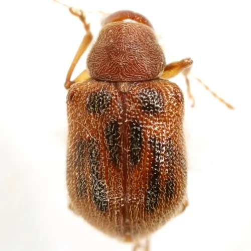 Xanthonia texana - photo 3