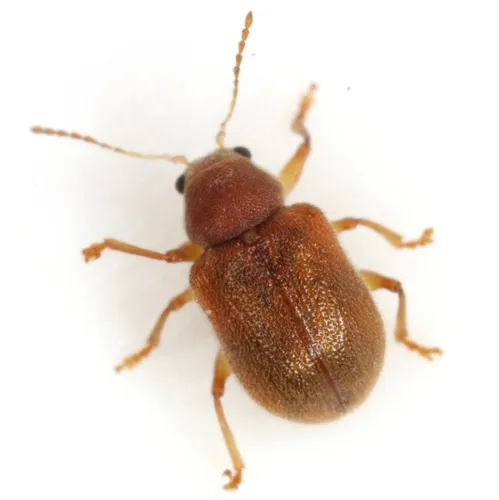 Xanthonia texana - photo 4