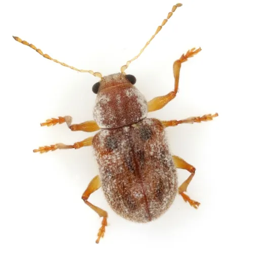 Xanthonia texana - photo 6