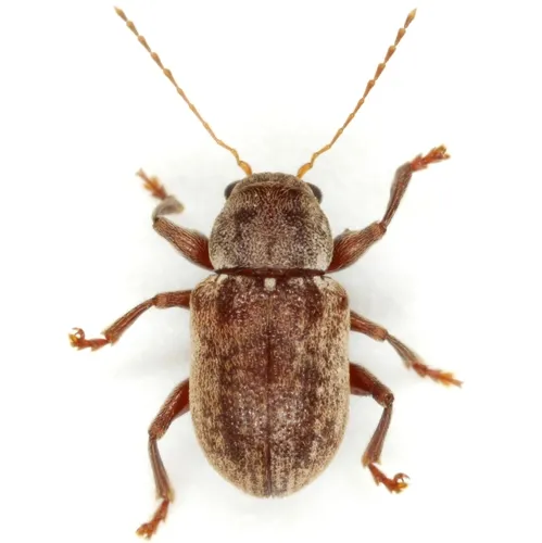 Xanthonia vagans - Xanthonia vagans