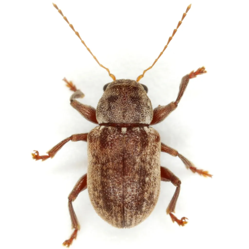 Xanthonia vagans - photo 2
