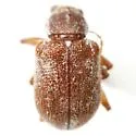 Xanthonia villosula - photo 2