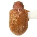 Xanthonia villosula - photo 3