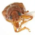 Xanthonia villosula - photo 4