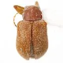 Xanthonia villosula - photo 5