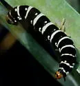 Spanish Moth - Hodges#10640