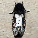 Spanish Moth - Hodges#10640 - photo 4