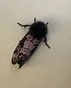 Spanish Moth - Hodges#10640 - photo 5