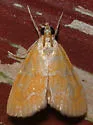 Xanthophysa Moth - Hodges#4879 - Xanthophysa psychicalis