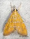 Xanthophysa Moth - Hodges#4879 - photo 2