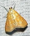 Xanthophysa Moth - Hodges#4879 - photo 3