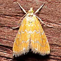 Xanthophysa Moth - Hodges#4879 - photo 4