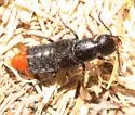 Xanthopygus xanthopygus - photo 2