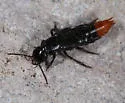 Xanthopygus xanthopygus - photo 3